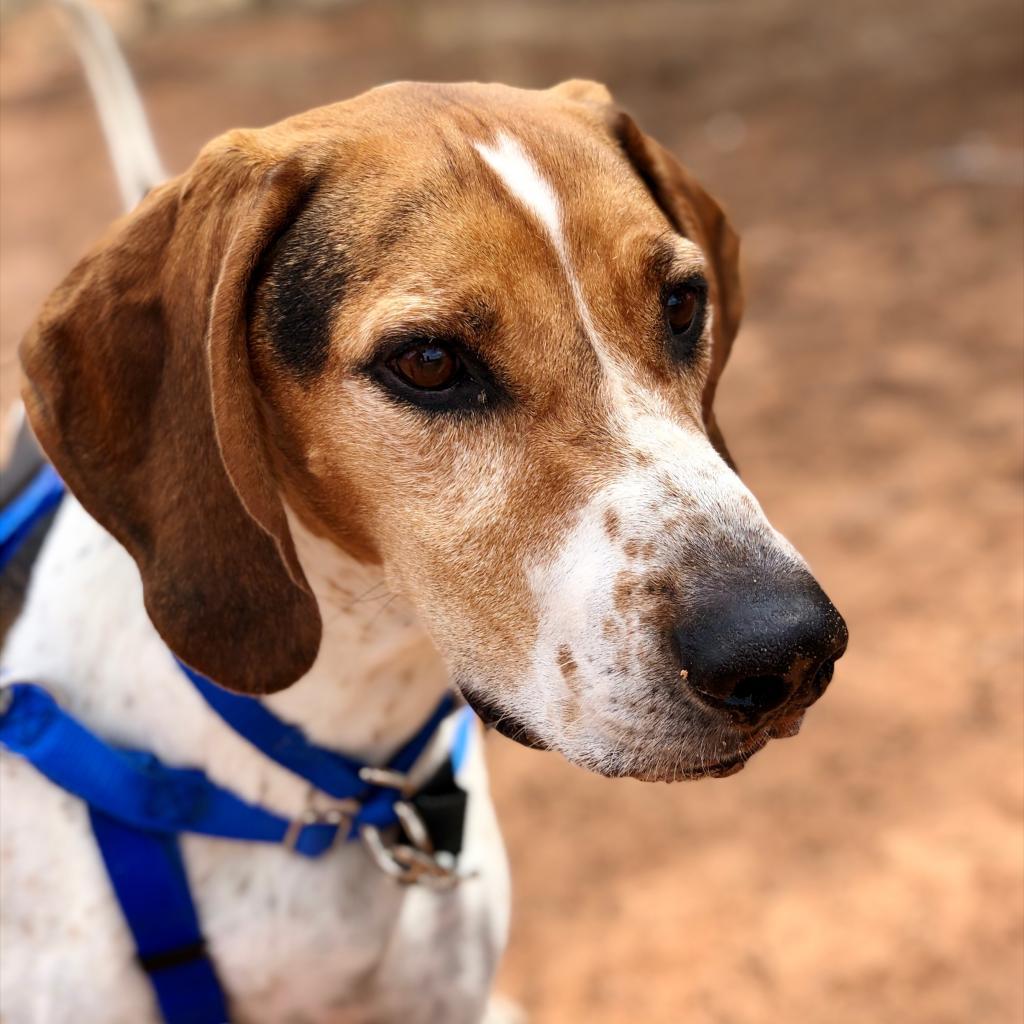 Skitter — thumbnail 3