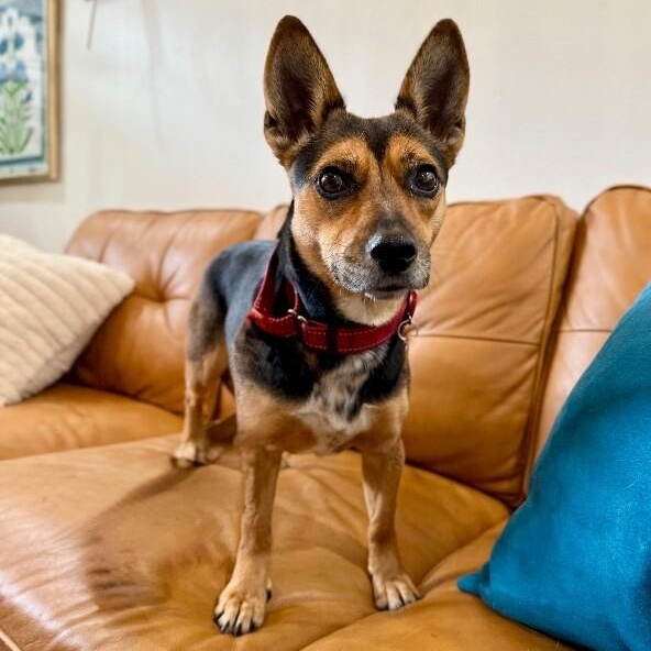 Meghan Markle the Little Royal Duchess — thumbnail 3