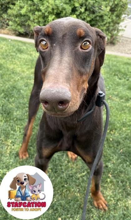 Draco, Adoptable, Adult Male Doberman Pinscher.