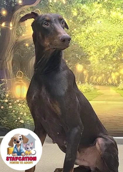 Enlarge Draco, a Adoptable Doberman Pinscher in Phoenix, AZ image 2/3