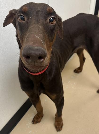 Enlarge Draco, a Adoptable Doberman Pinscher in Phoenix, AZ image 3/3