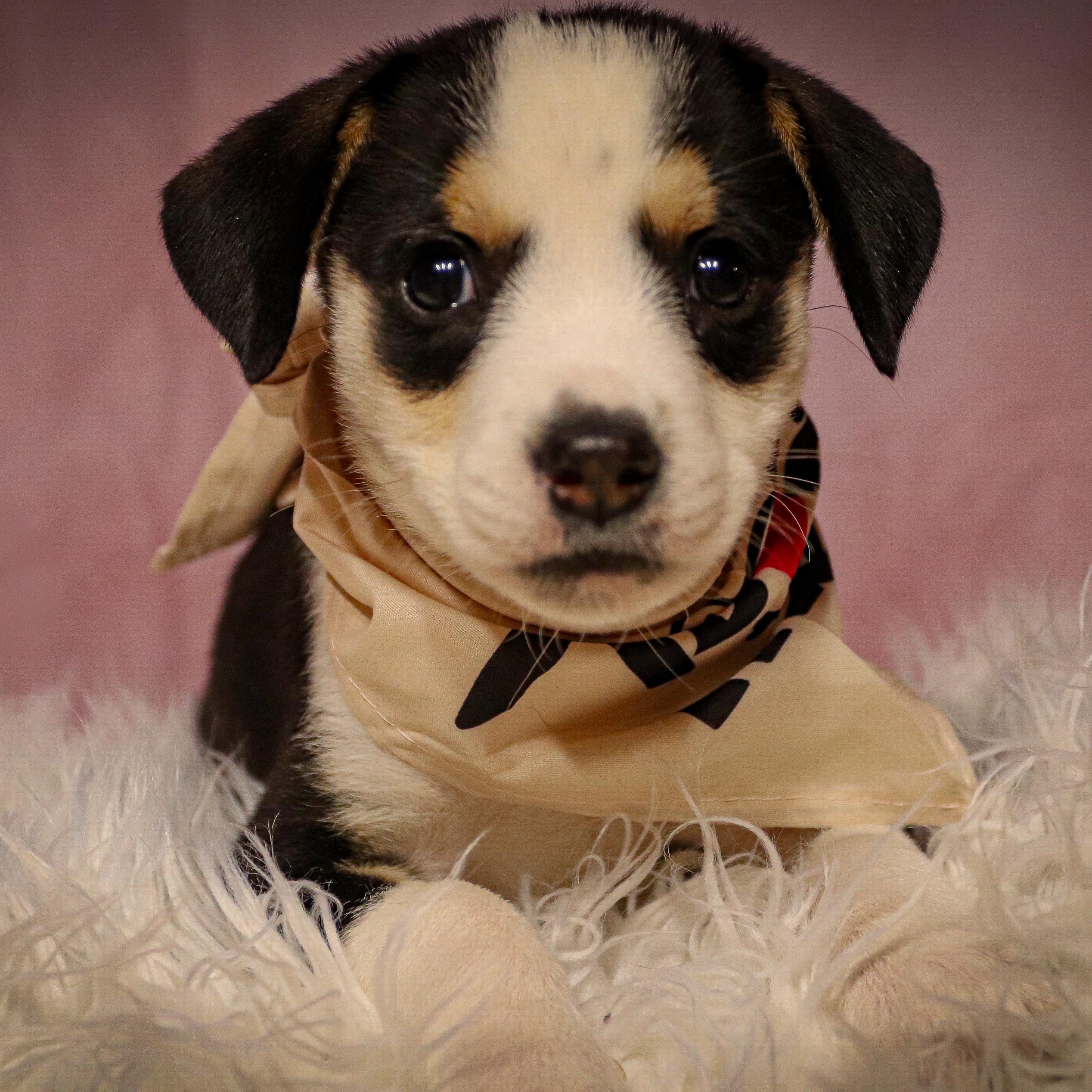 Daisy, an adopted mixed breed in Rochester, NY image 5/6