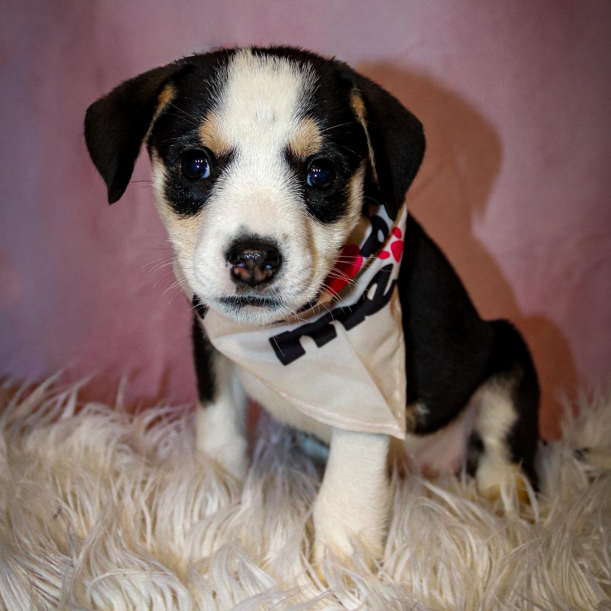 Daisy, an adopted mixed breed in Rochester, NY image 1/6