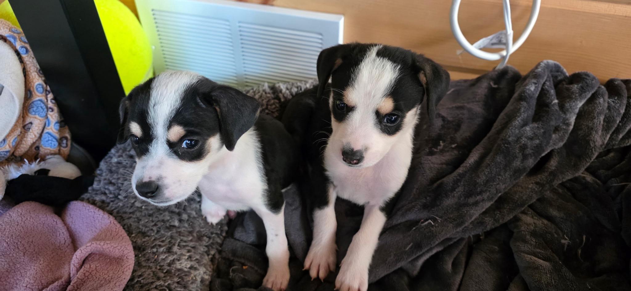 Daisy, an adopted mixed breed in Rochester, NY image 4/6