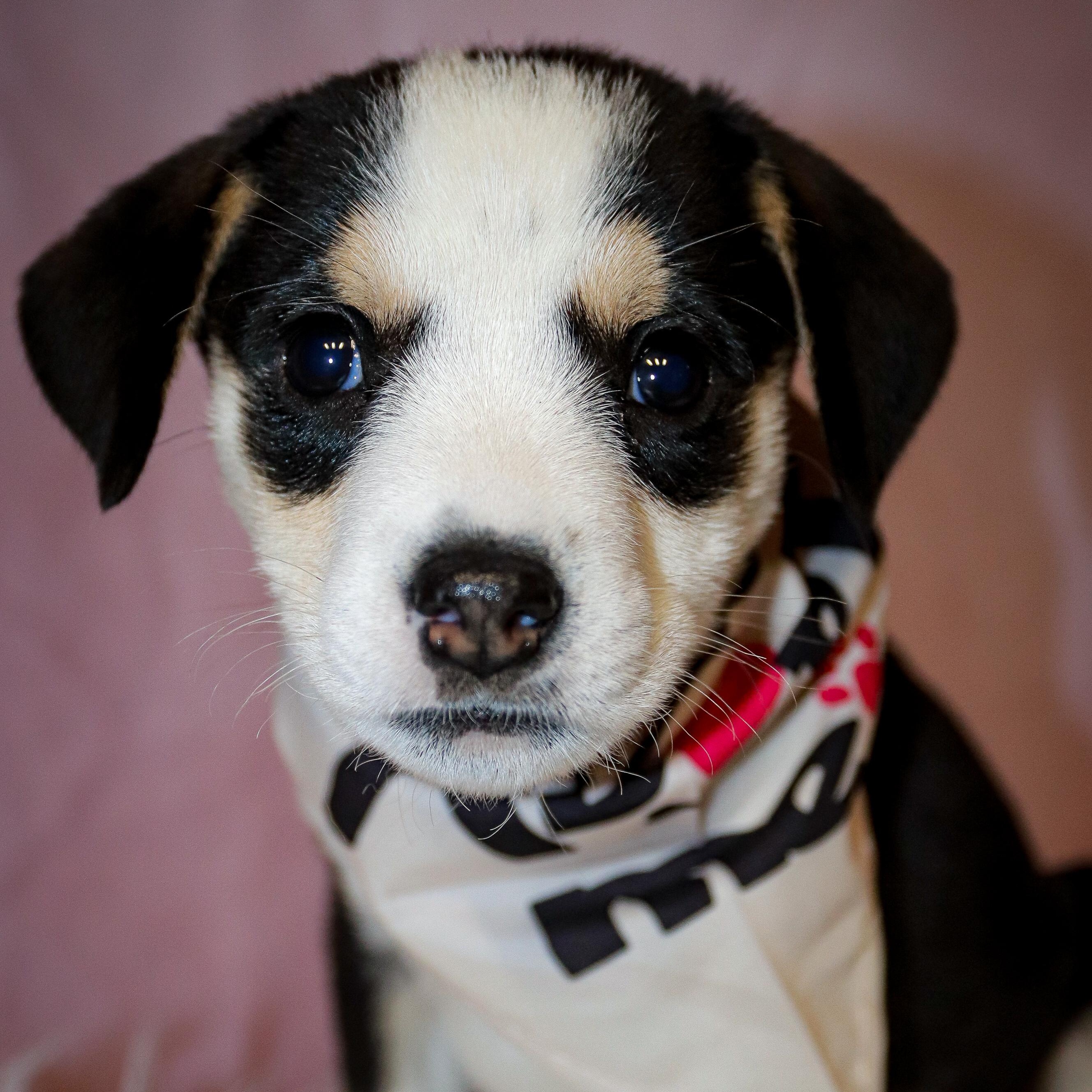 Daisy, an adopted mixed breed in Rochester, NY image 2/6