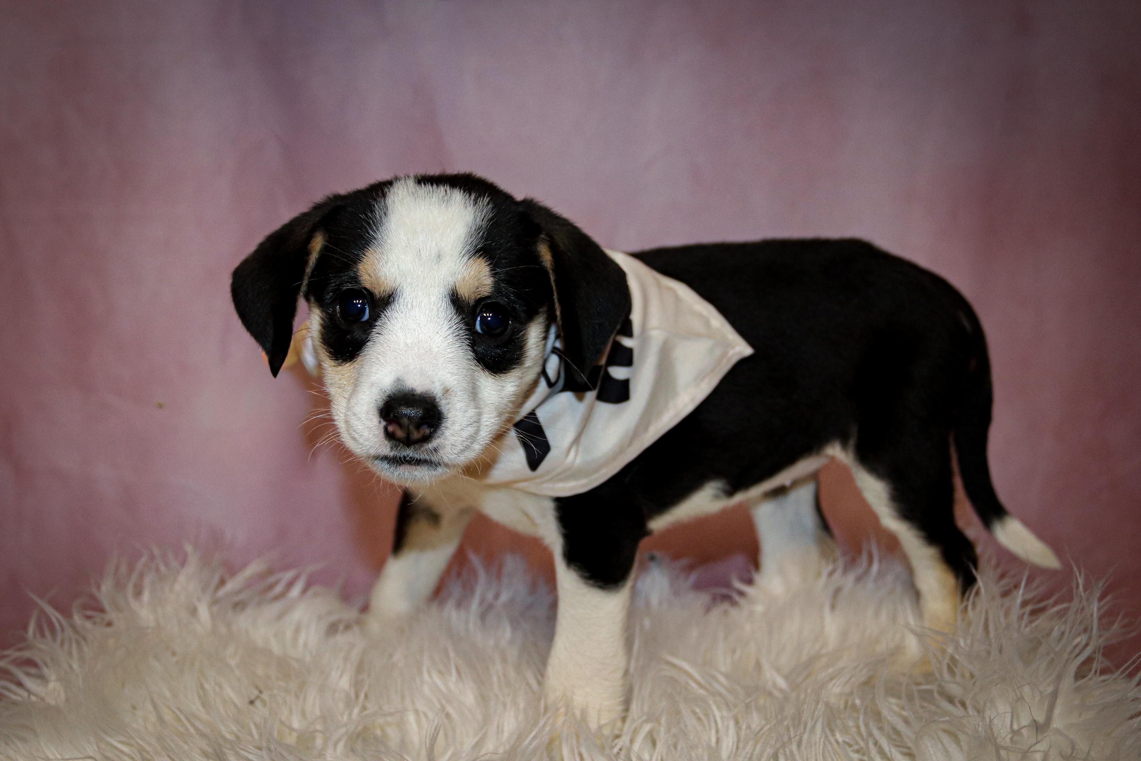 Daisy, an adopted mixed breed in Rochester, NY image 3/6