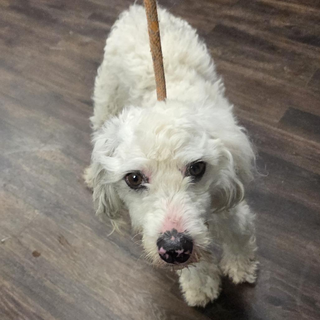 Yankee Poodle, Adoptable, Adult Male Poodle & Mixed Breed.