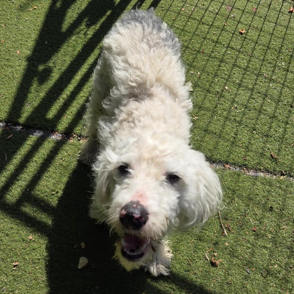 Enlarge Yankee Poodle, a Adoptable mixed breed in St. Louis, MO image 2/5