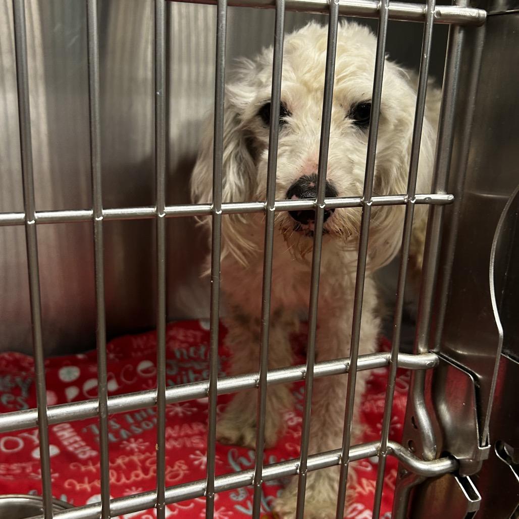 Enlarge Yankee Poodle, a Adoptable mixed breed in St. Louis, MO image 3/5