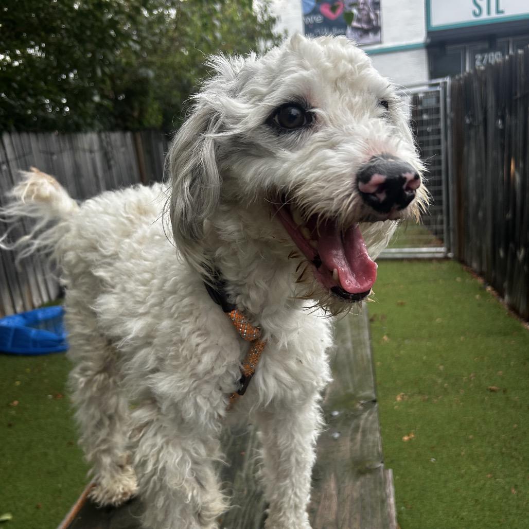 Enlarge Yankee Poodle, a Adoptable mixed breed in St. Louis, MO image 4/5