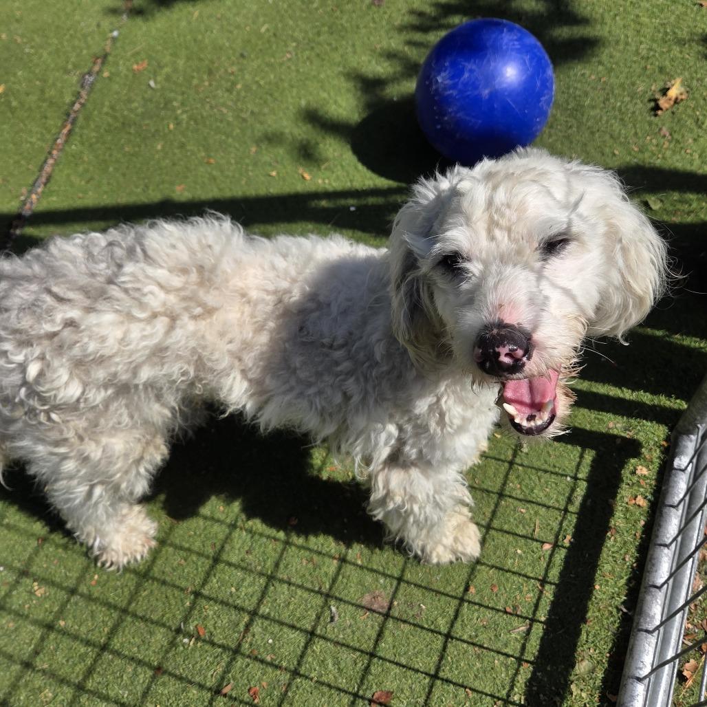 Enlarge Yankee Poodle, a Adoptable mixed breed in St. Louis, MO image 5/5