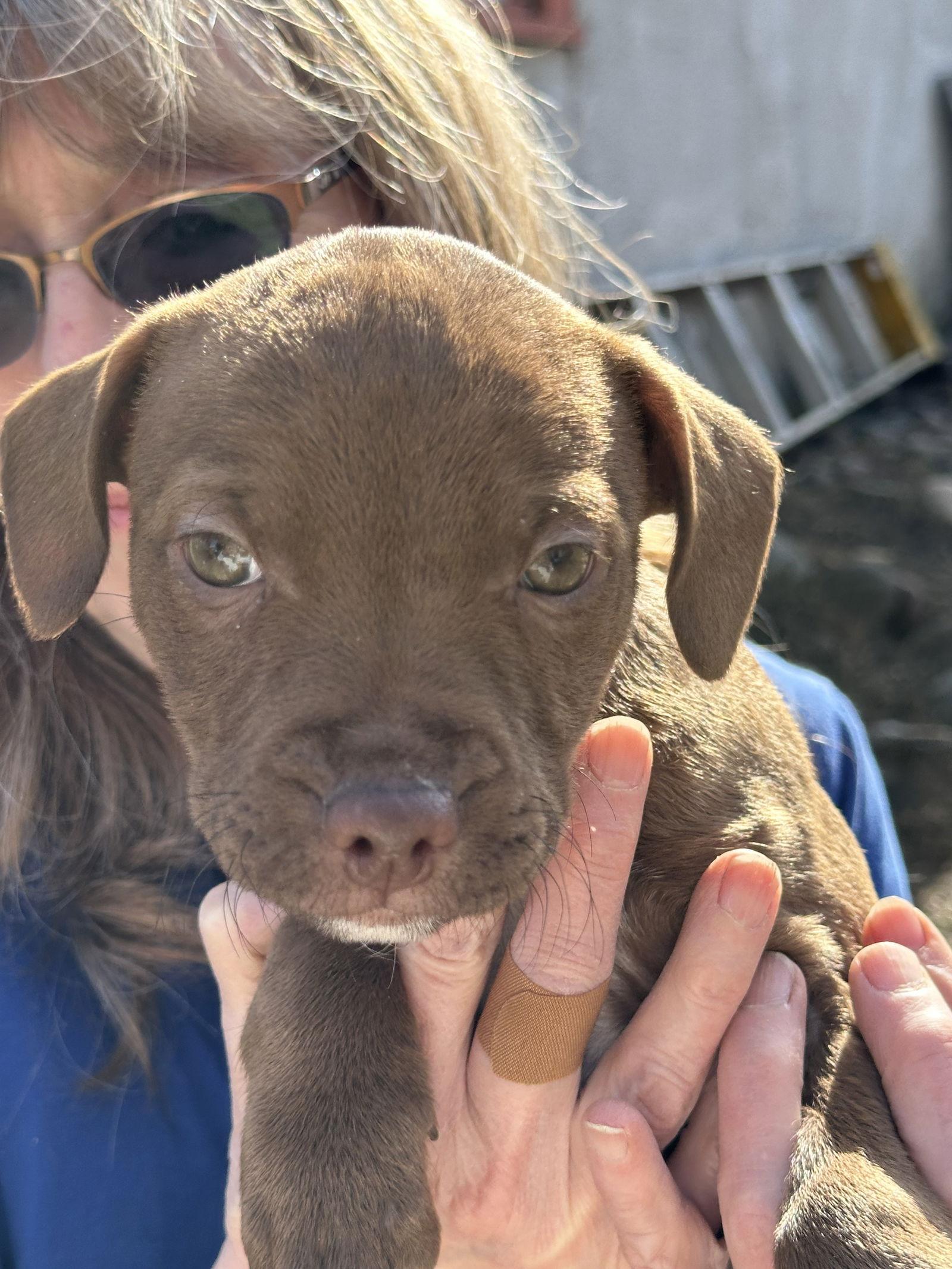 KitKat, Adoptable, Young Female Pit Bull Terrier & Chihuahua.