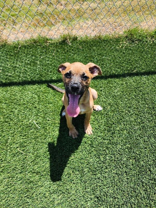 Aretha, Adoptable, Young Female Boxer & Mixed Breed.