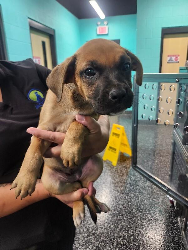 Enlarge Aretha, a Adoptable mixed breed in Jackson, TN image 2/4