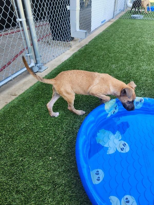 Enlarge Aretha, a Adoptable mixed breed in Jackson, TN image 3/4