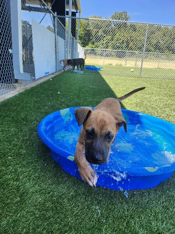 Enlarge Aretha, a Adoptable mixed breed in Jackson, TN image 4/4