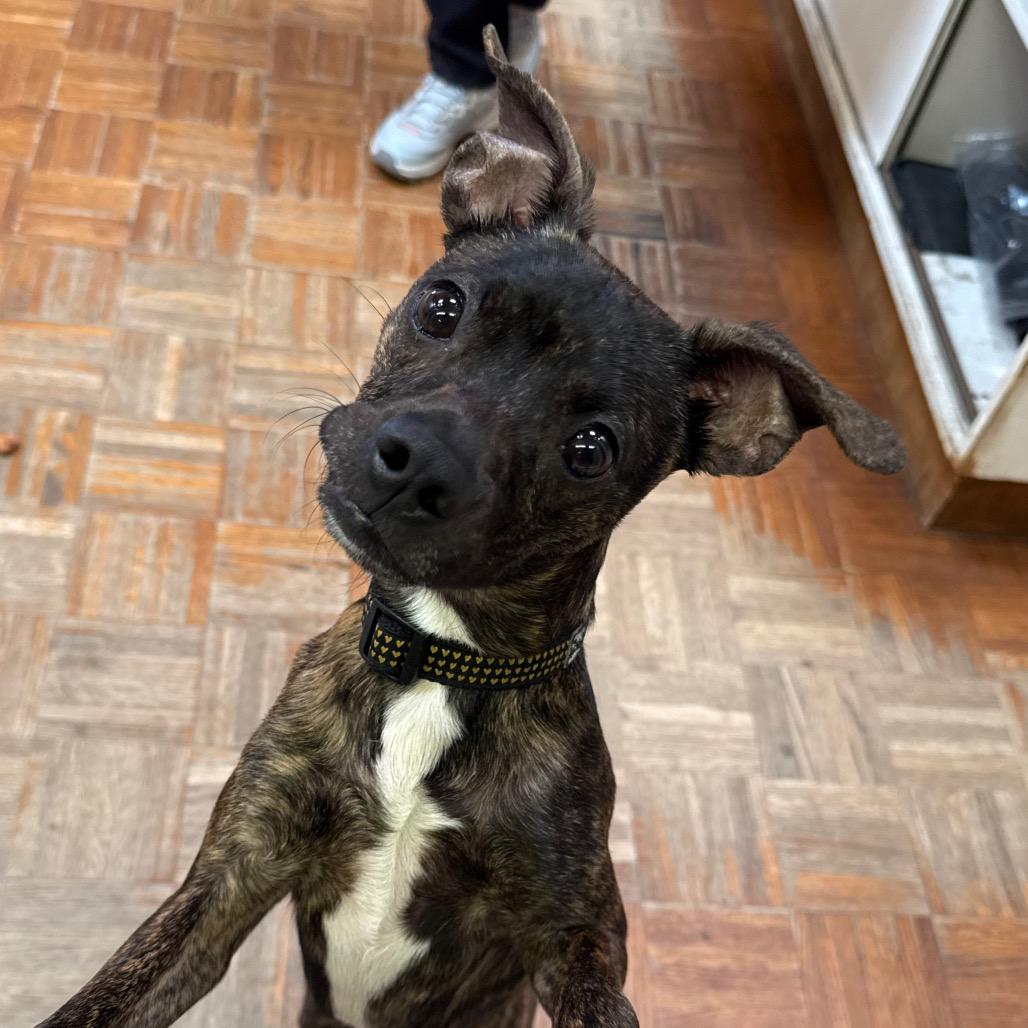 Rico, a Adoptable mixed breed in Santa Barbara, CA image 1/6