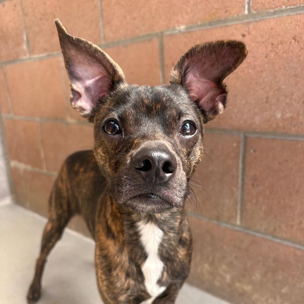 Rico, a Adoptable mixed breed in Santa Barbara, CA image 2/6