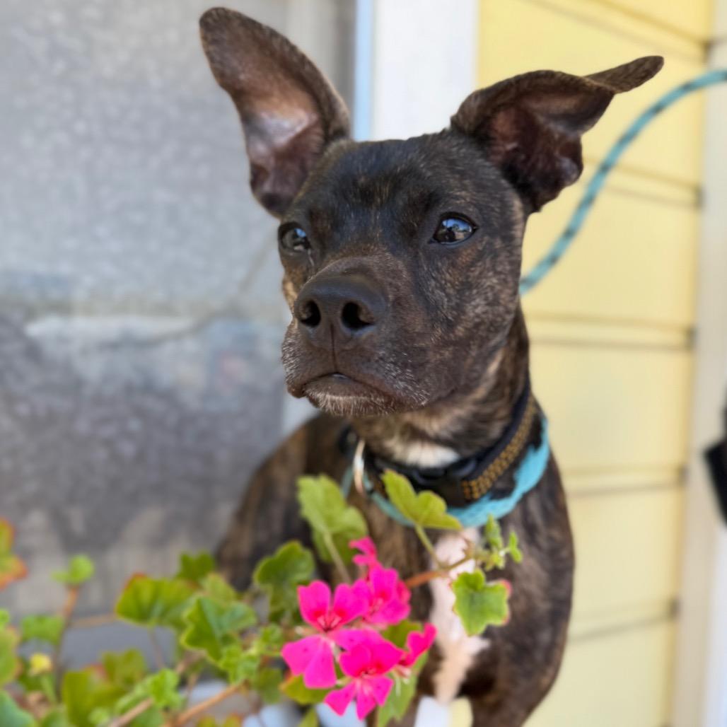 Rico, a Adoptable mixed breed in Santa Barbara, CA image 3/6