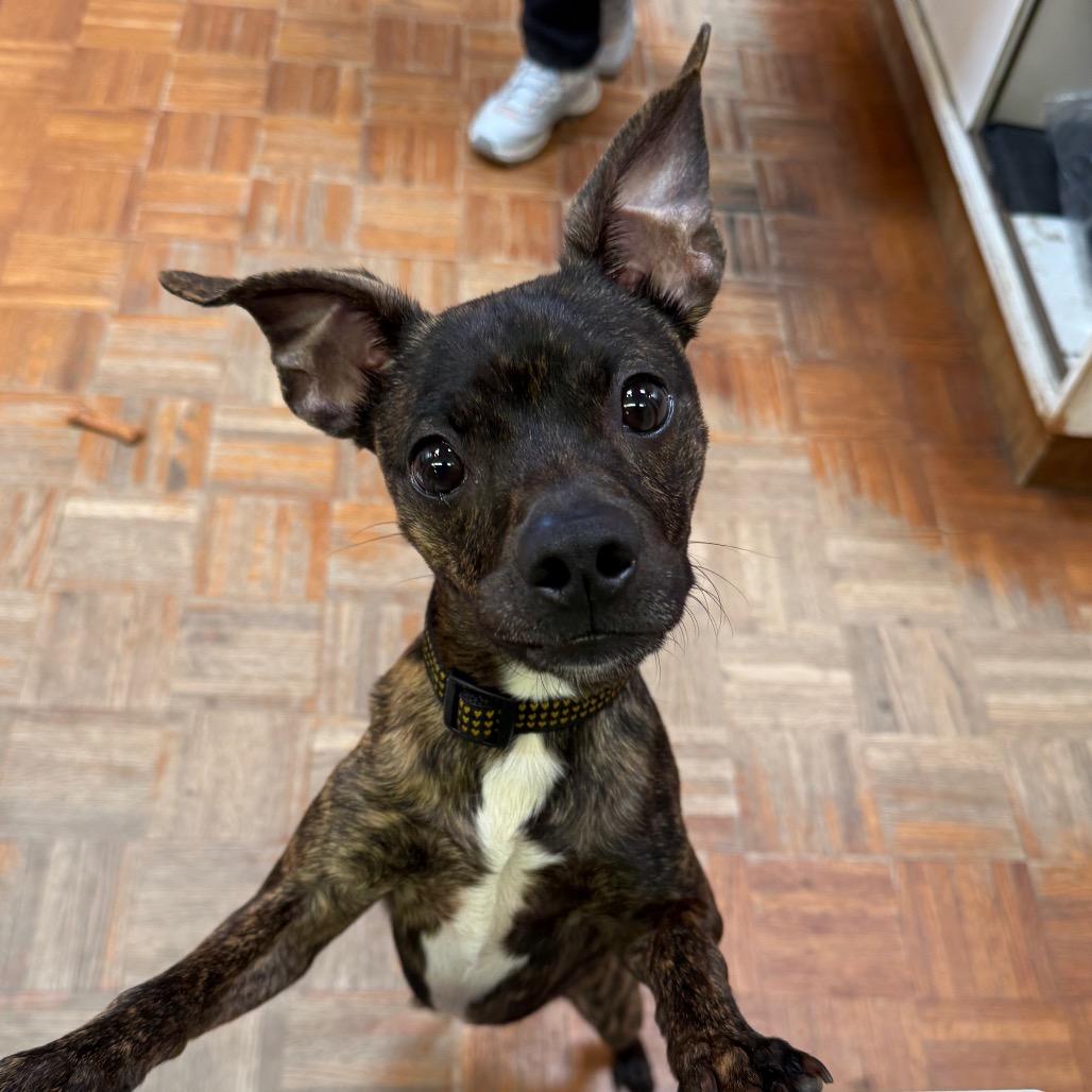 Rico, a Adoptable mixed breed in Santa Barbara, CA image 4/6