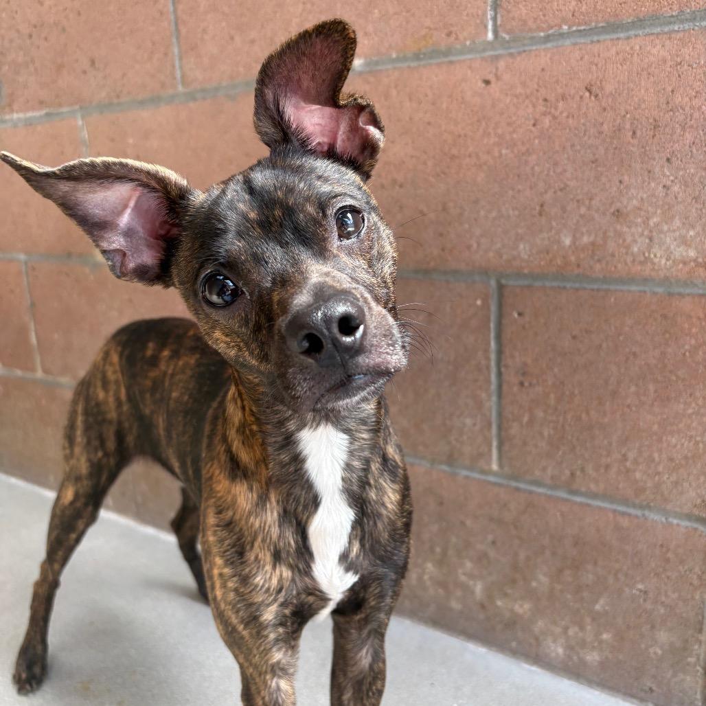 Rico, a Adoptable mixed breed in Santa Barbara, CA image 5/6