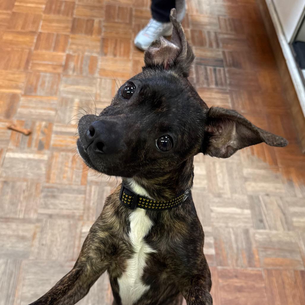 Rico, a Adoptable mixed breed in Santa Barbara, CA image 6/6