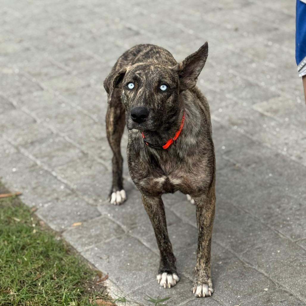RIVER, Adoptable, Adult Female Husky & Mixed Breed.