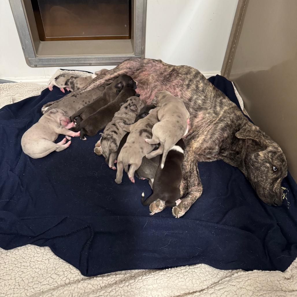 Enlarge RIVER, a Adoptable mixed breed in Wellington, FL image 2/4