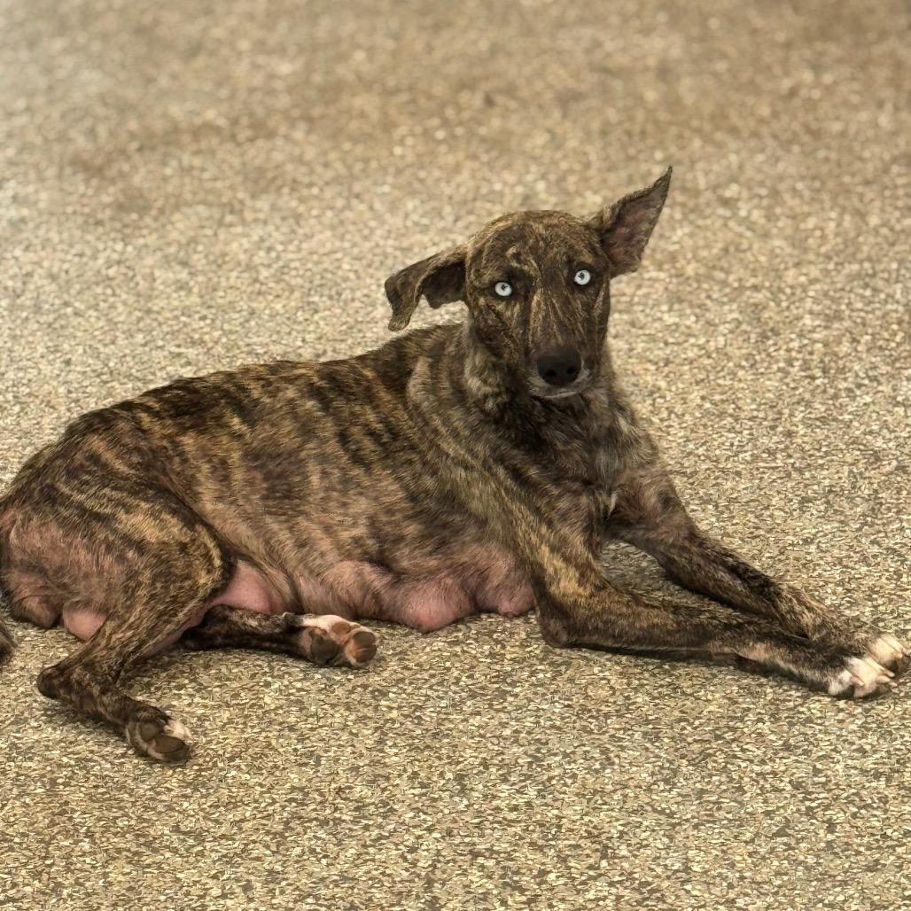 Enlarge RIVER, a Adoptable mixed breed in Wellington, FL image 3/4