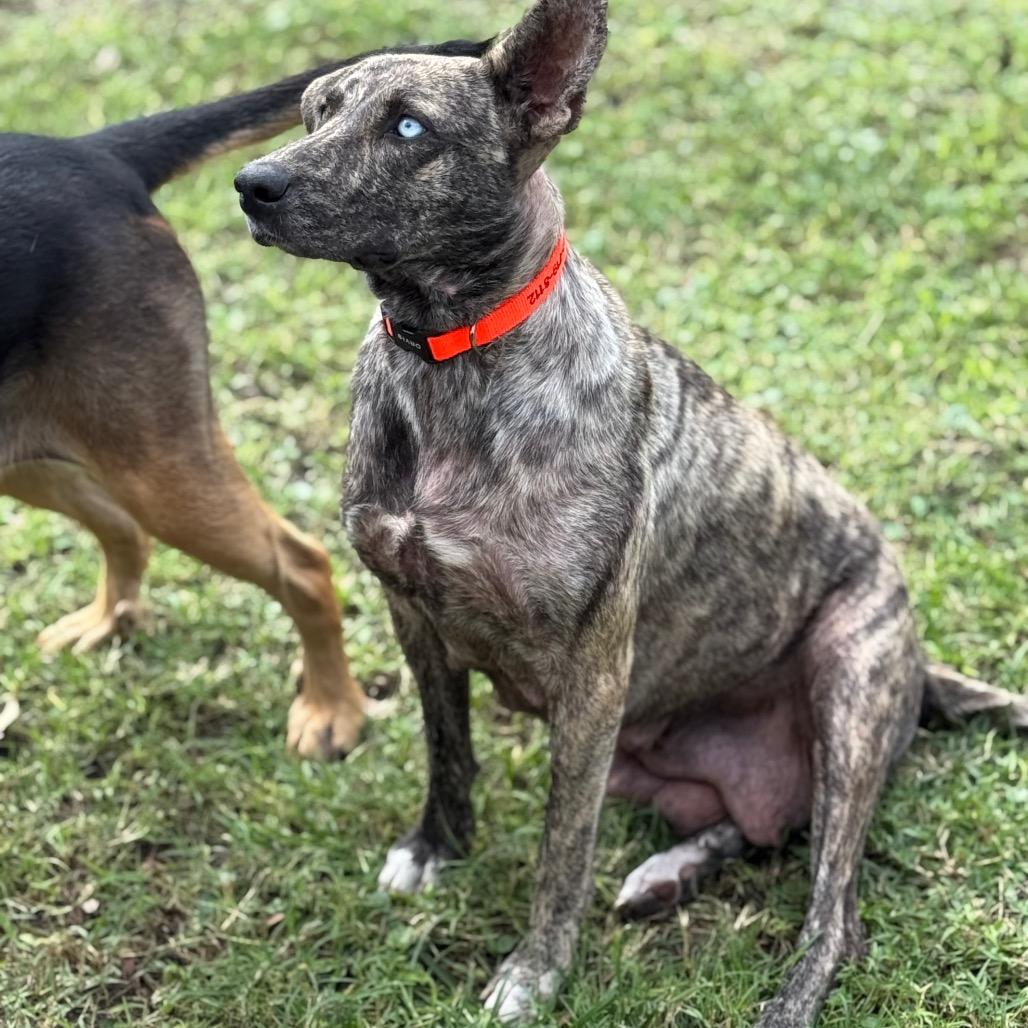 Enlarge RIVER, a Adoptable mixed breed in Wellington, FL image 4/4