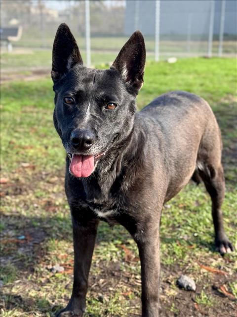 Enlarge MERCY, a Adoptable mixed breed in Conroe, TX image 1/1