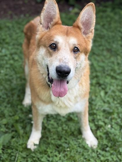 Yogi, Adoptable, Senior Male Shepherd & Mixed Breed.