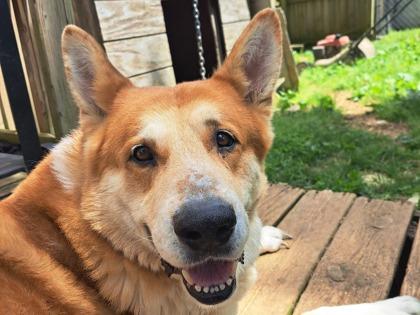 Enlarge Yogi, a Adoptable mixed breed in Knoxville, TN image 2/3