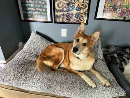 Enlarge Yogi, a Adoptable mixed breed in Knoxville, TN image 3/3