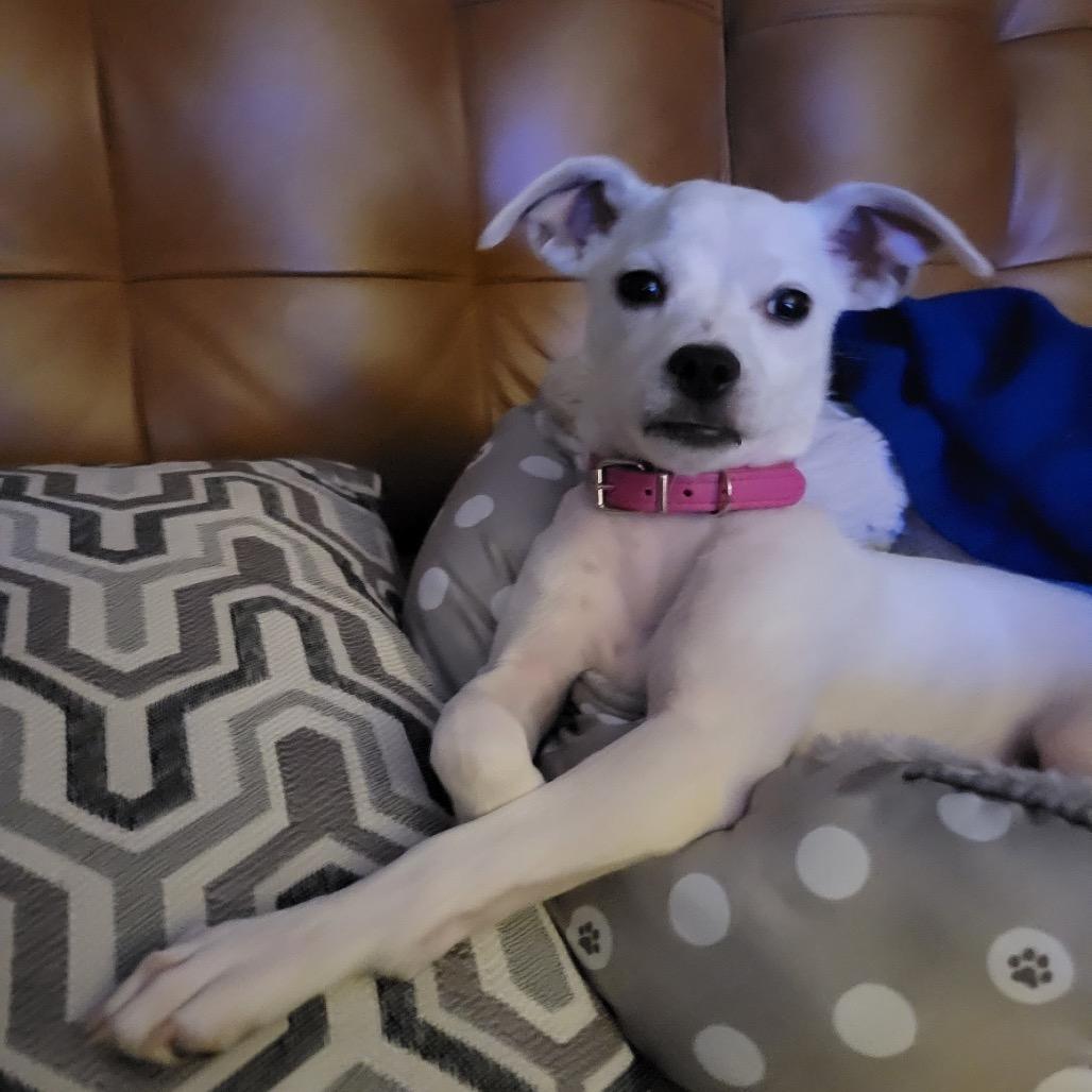 Glacier, Adoptable, Young Female Chihuahua & Mixed Breed.