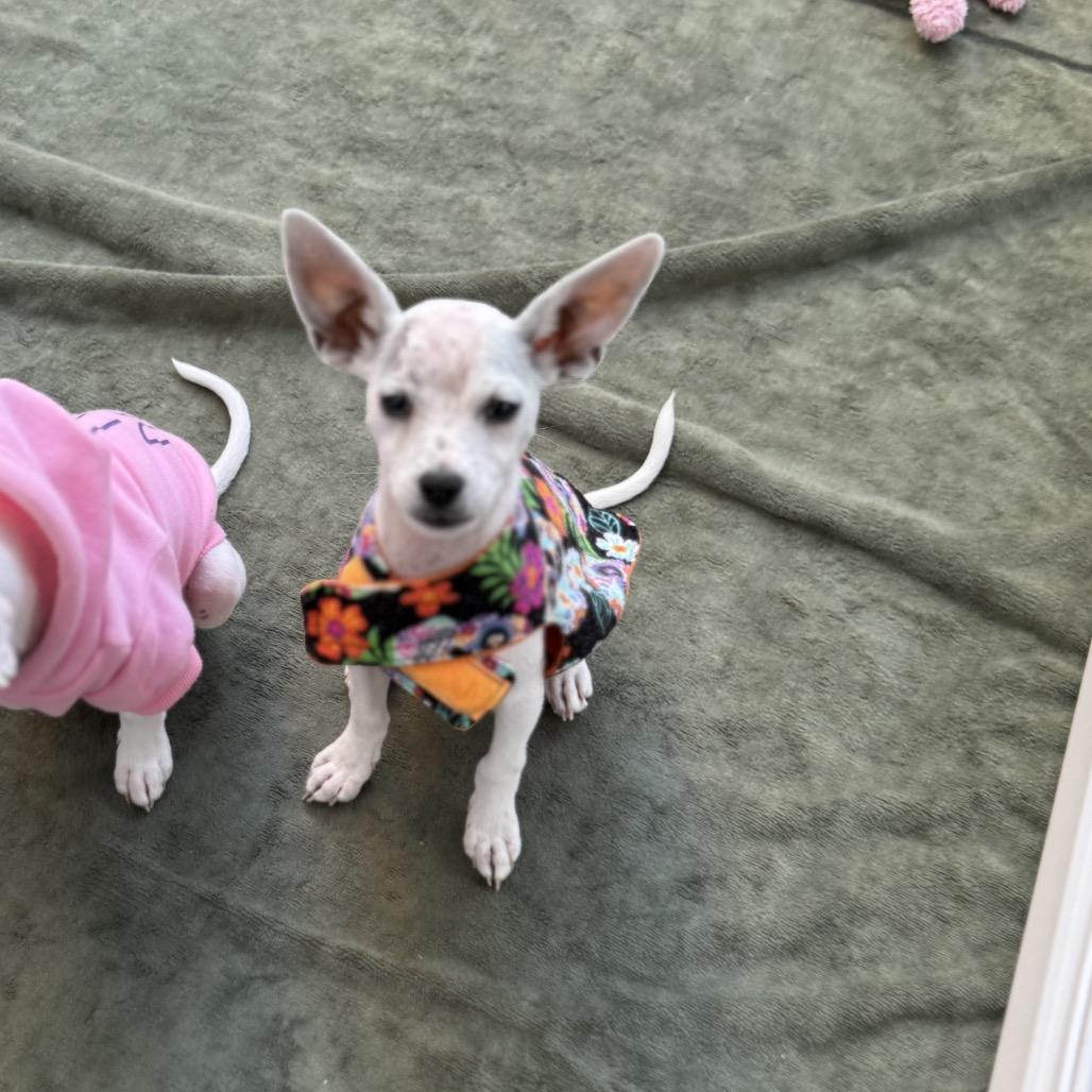 Enlarge Glacier, a Adoptable mixed breed in Sacramento, CA image 1/4