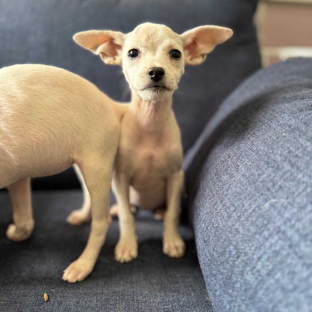 Enlarge Glacier, a Adoptable mixed breed in Sacramento, CA image 2/4