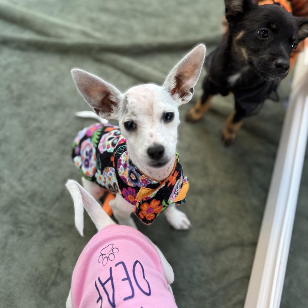 Enlarge Glacier, a Adoptable mixed breed in Sacramento, CA image 3/4