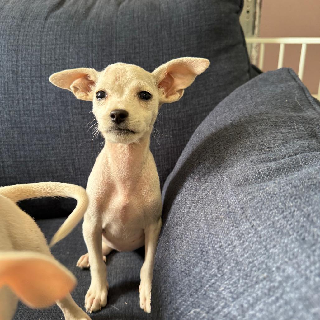 Enlarge Glacier, a Adoptable mixed breed in Sacramento, CA image 4/4