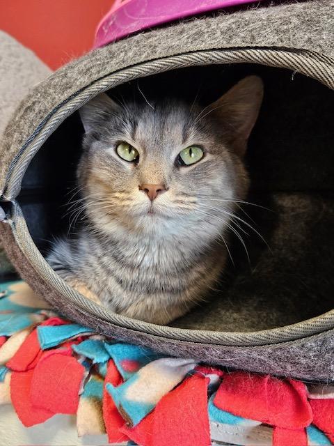 Enlarge Sprinkles, a Adoptable Domestic Short Hair in Davenport, IA image 1/1