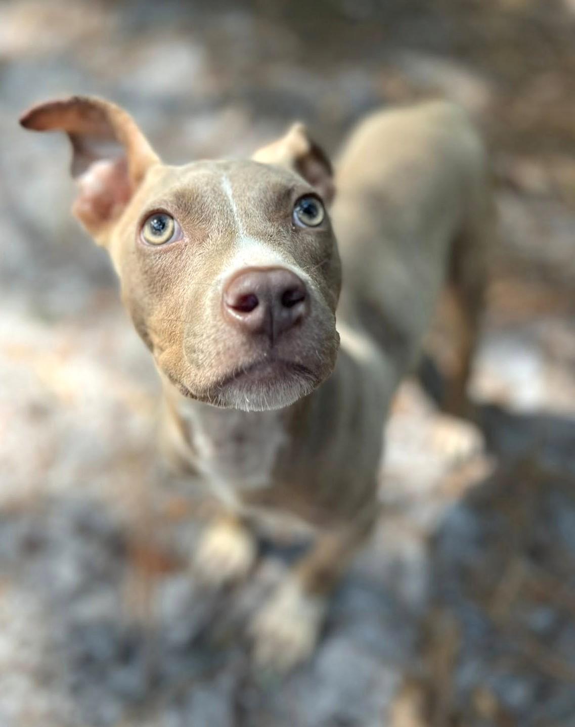 Enlarge Ember, a Adoptable American Staffordshire Terrier in Savannah, GA image 2/6