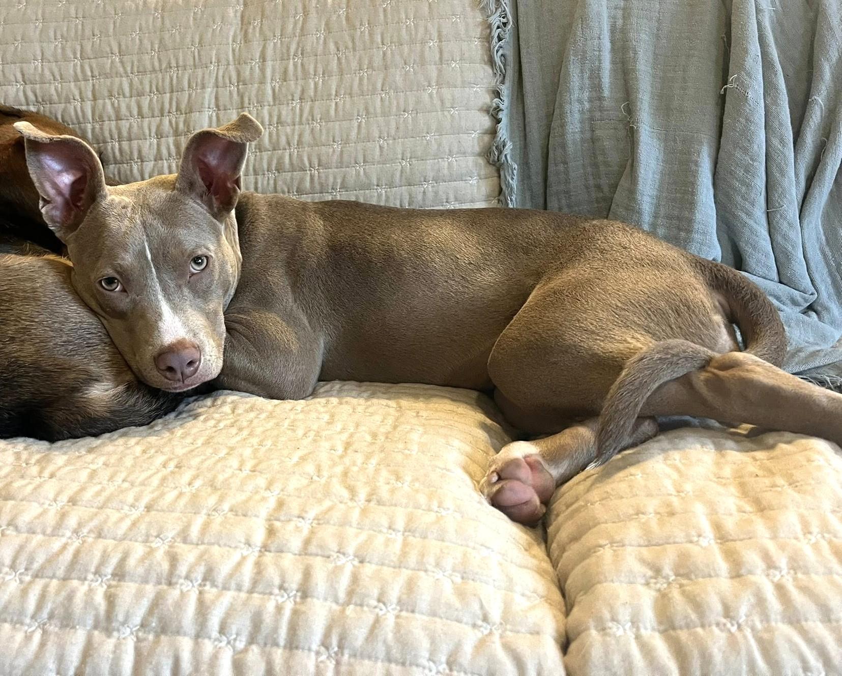 Enlarge Ember, a Adoptable American Staffordshire Terrier in Savannah, GA image 3/6