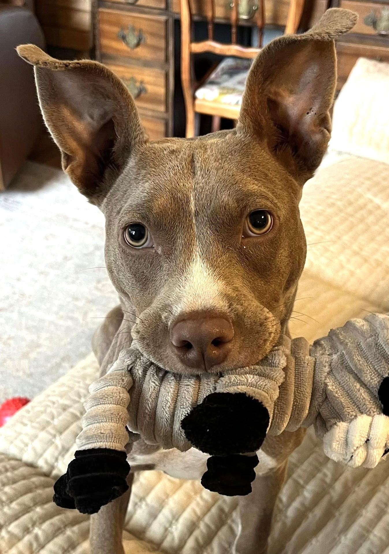 Enlarge Ember, a Adoptable American Staffordshire Terrier in Savannah, GA image 4/6