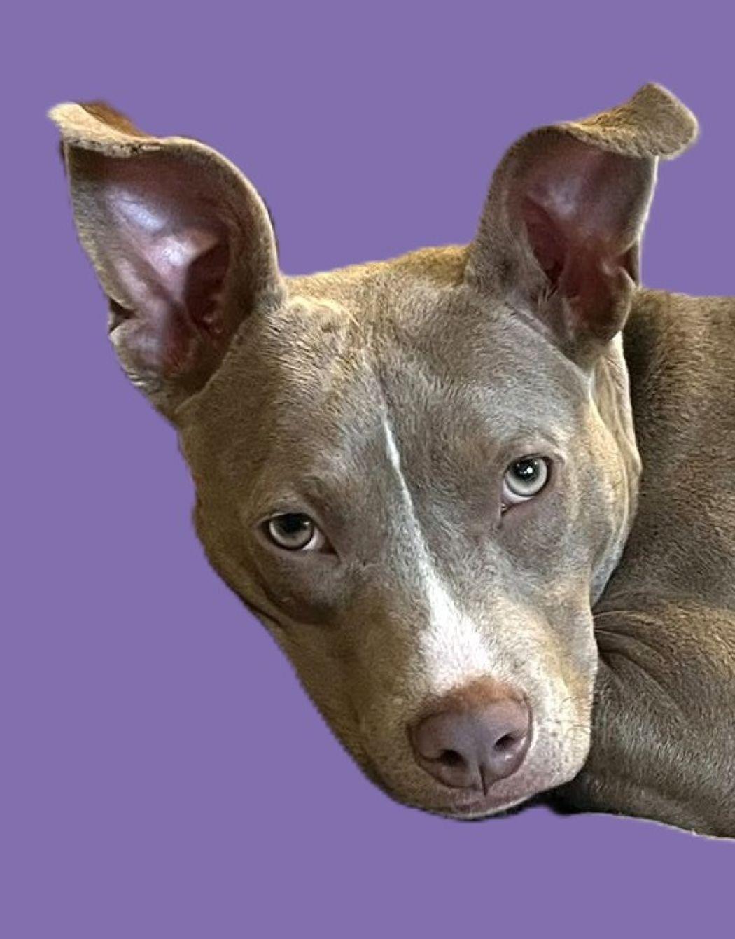 Enlarge Ember, a Adoptable American Staffordshire Terrier in Savannah, GA image 1/6