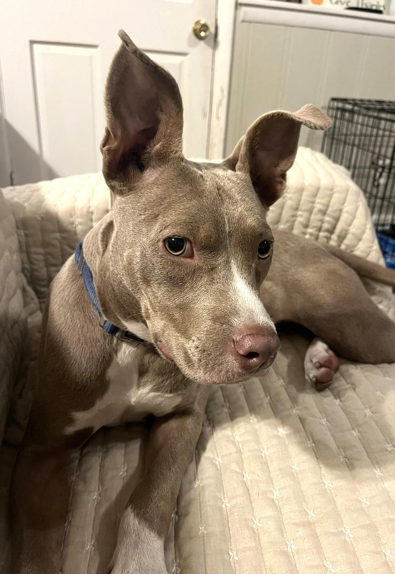 Enlarge Ember, a Adoptable American Staffordshire Terrier in Savannah, GA image 5/6