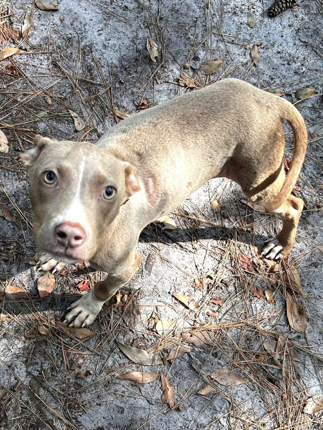 Enlarge Ember, a Adoptable American Staffordshire Terrier in Savannah, GA image 6/6