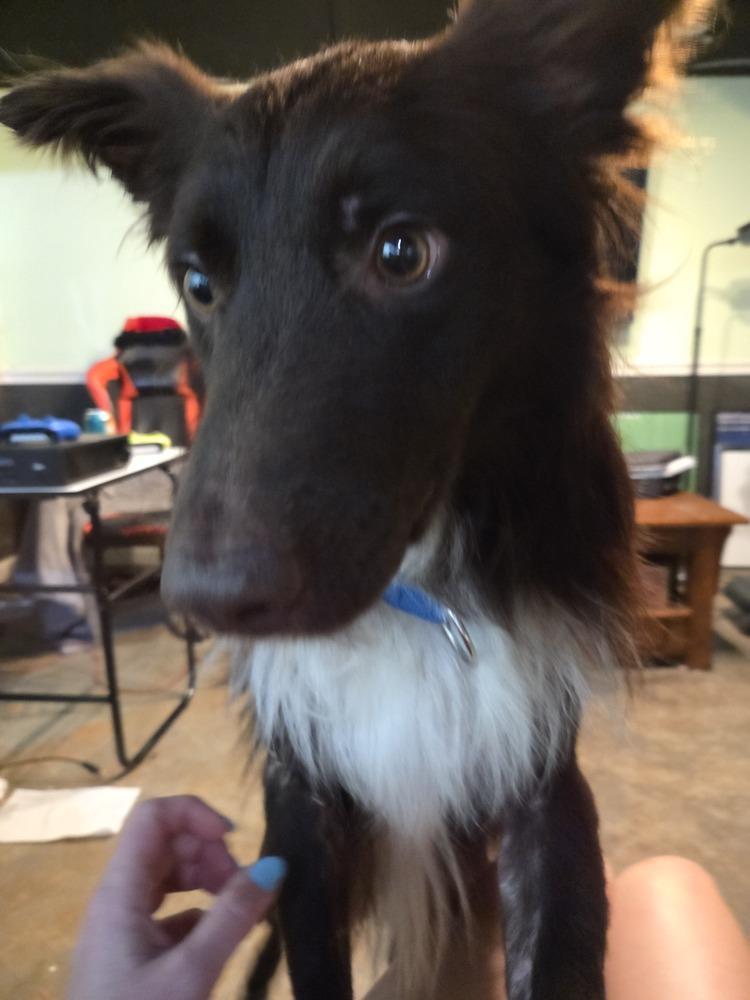 Enlarge Zander GA, a Adoptable Australian Shepherd in Ontario, CA image 1/6