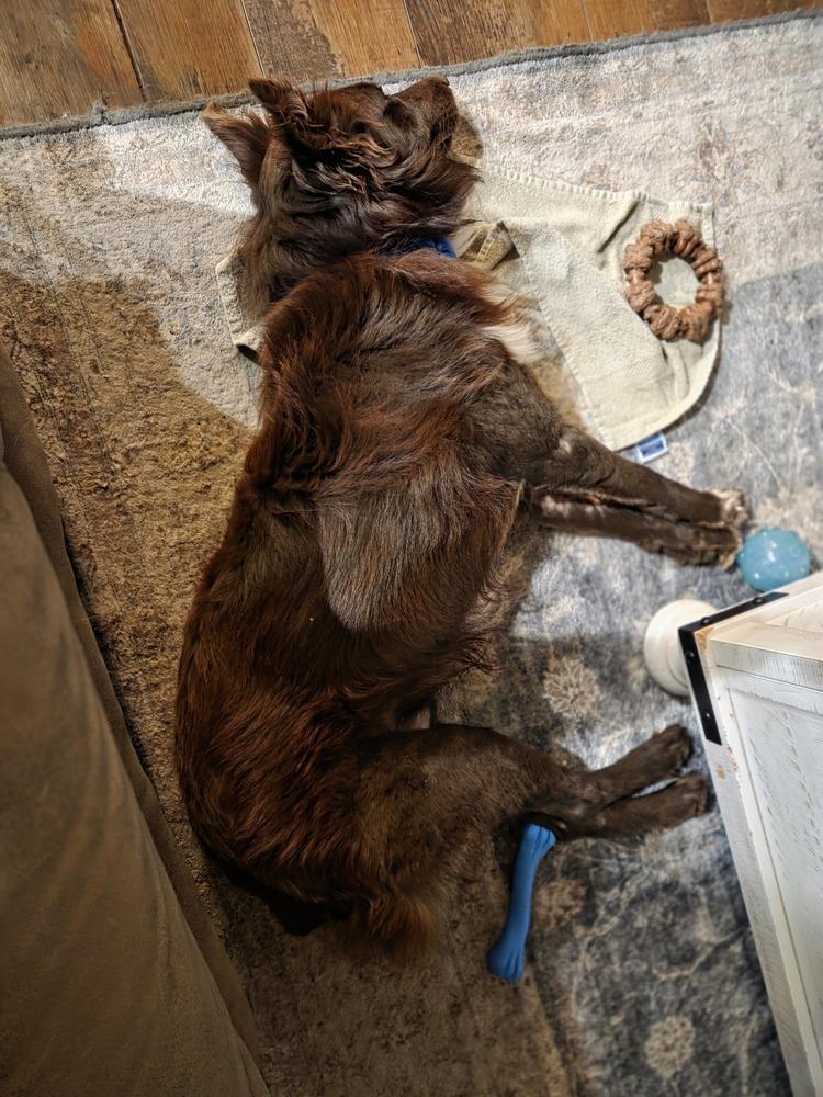 Enlarge Zander GA, a Adoptable Australian Shepherd in Ontario, CA image 2/6