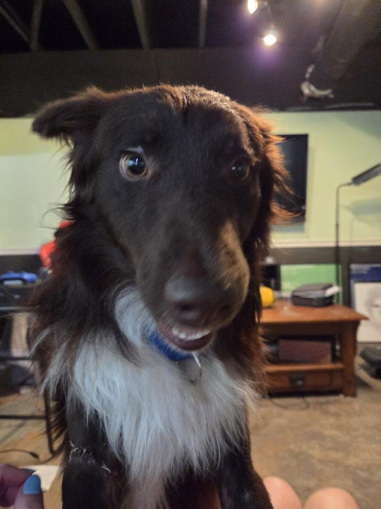 Enlarge Zander GA, a Adoptable Australian Shepherd in Ontario, CA image 3/6