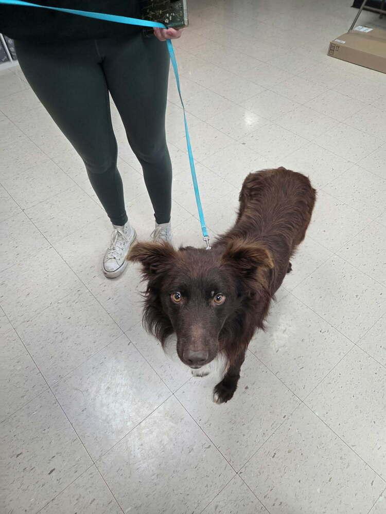 Enlarge Zander GA, a Adoptable Australian Shepherd in Ontario, CA image 4/6